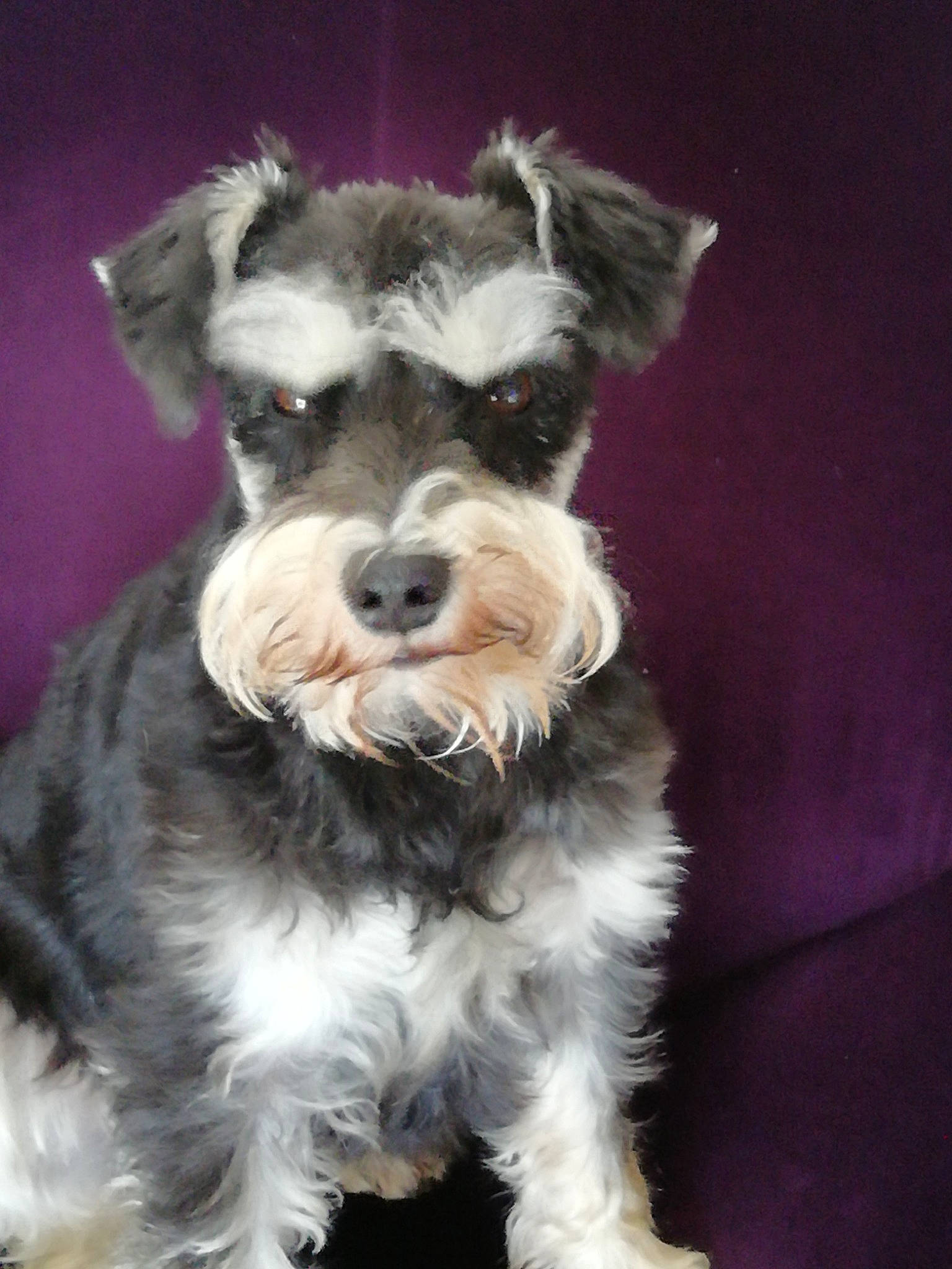 Jodie a rejoint le concours — aidez-le/la à gagner de superbes lots ! biewer_terrier, canidae, carnivore, companion_dog, dog, dog_breed, fashion_accessory, fur, maltepoo, non_sporting_group, plant, puppy, schnauzer, small_terrier, snout, sporting_group, standard_schnauzer, terrier, toy_dog, working_animal