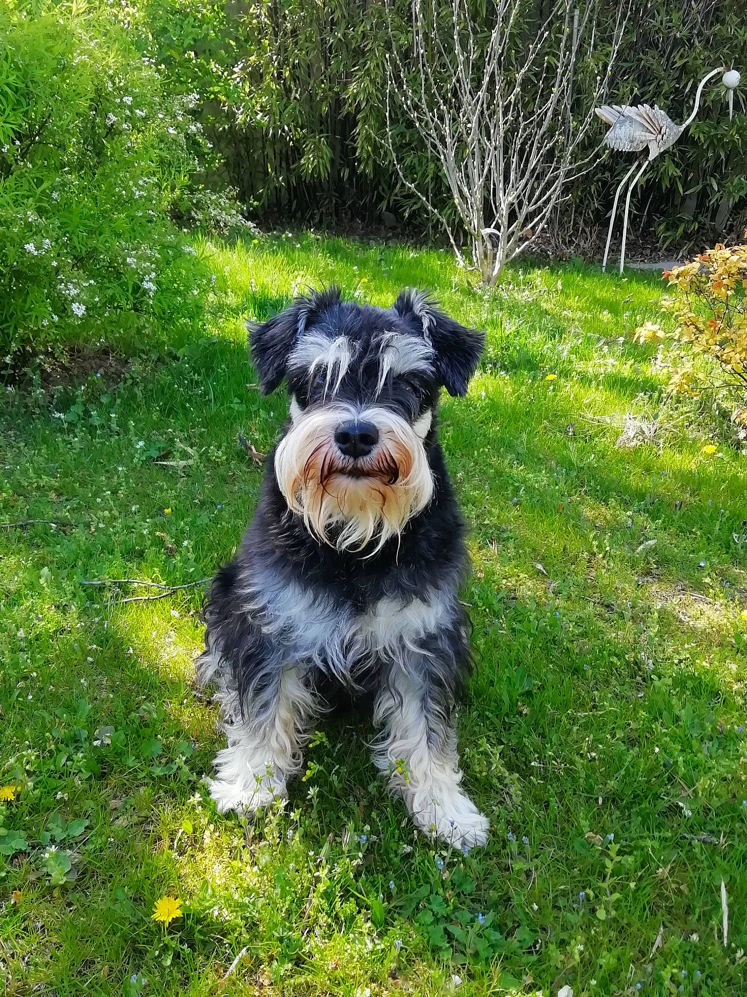 Jodie a rejoint le concours — aidez-le/la à gagner de superbes lots ! biewer_terrier, canidae, carnivore, companion_dog, dog, dog_breed, garden, grass, groundcover, non_sporting_group, plant, schnauzer, small_terrier, sporting_group, terrier, toy_dog, water_dog, working_animal, working_dog