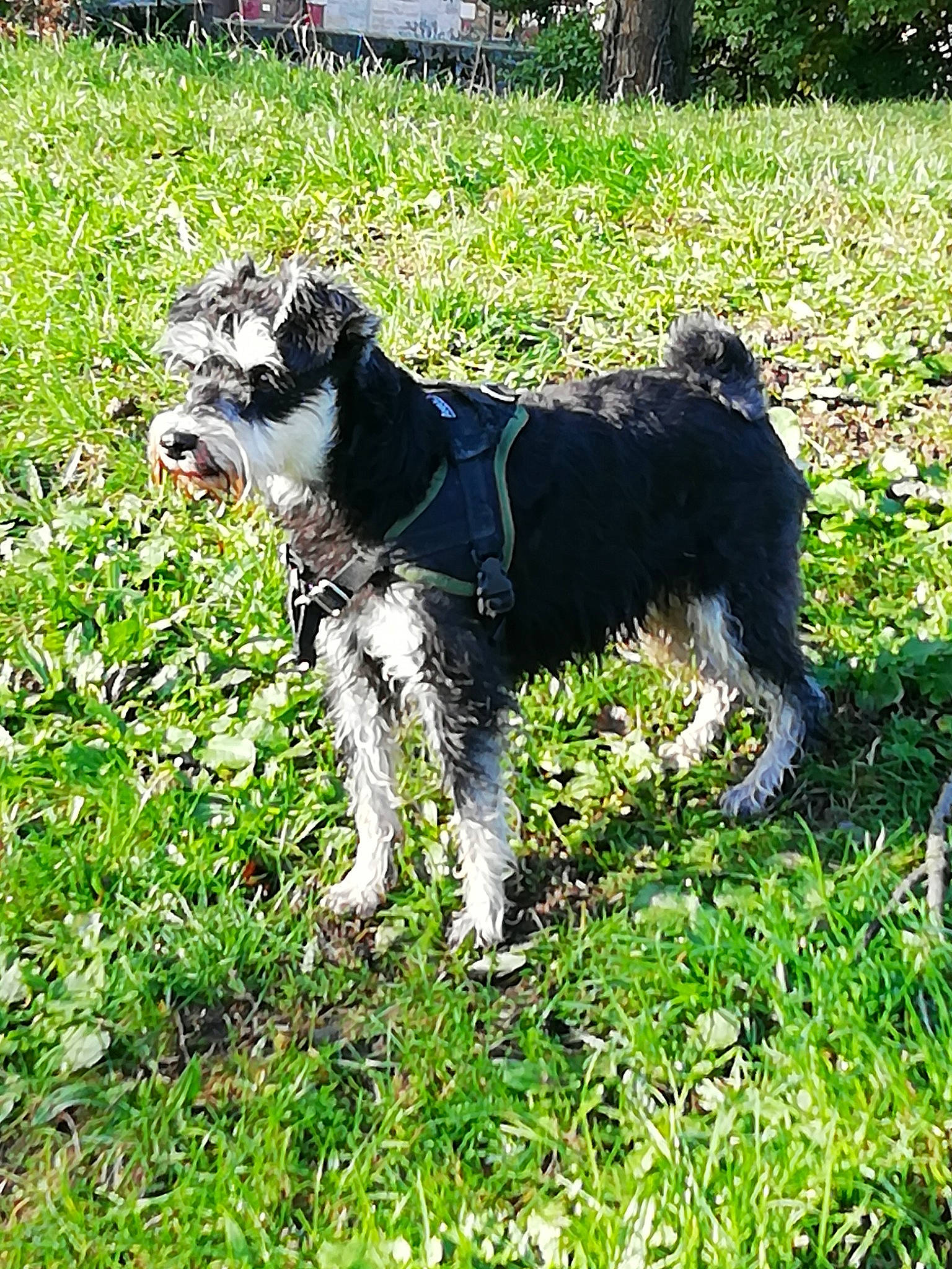 Jodie a rejoint le concours — aidez-le/la à gagner de superbes lots ! canidae, carnivore, companion_dog, dog, dog_breed, grass, mammal, miniature_schnauzer, rare_breed_dog, schnauzer, sporting_group, standard_schnauzer, tail, terrier, vertebrate, working_dog