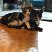 Molly And Blue is registered to the contest to win money with this photo: adorable, adult_cat, armchair, blurred_background, cat, companion, cozy, cuddling, domestic, feline, indoor, kitten, living_room, paw, pet, relaxed, shallow_depth_of_field, two_cats, whiskers, wooden_floor