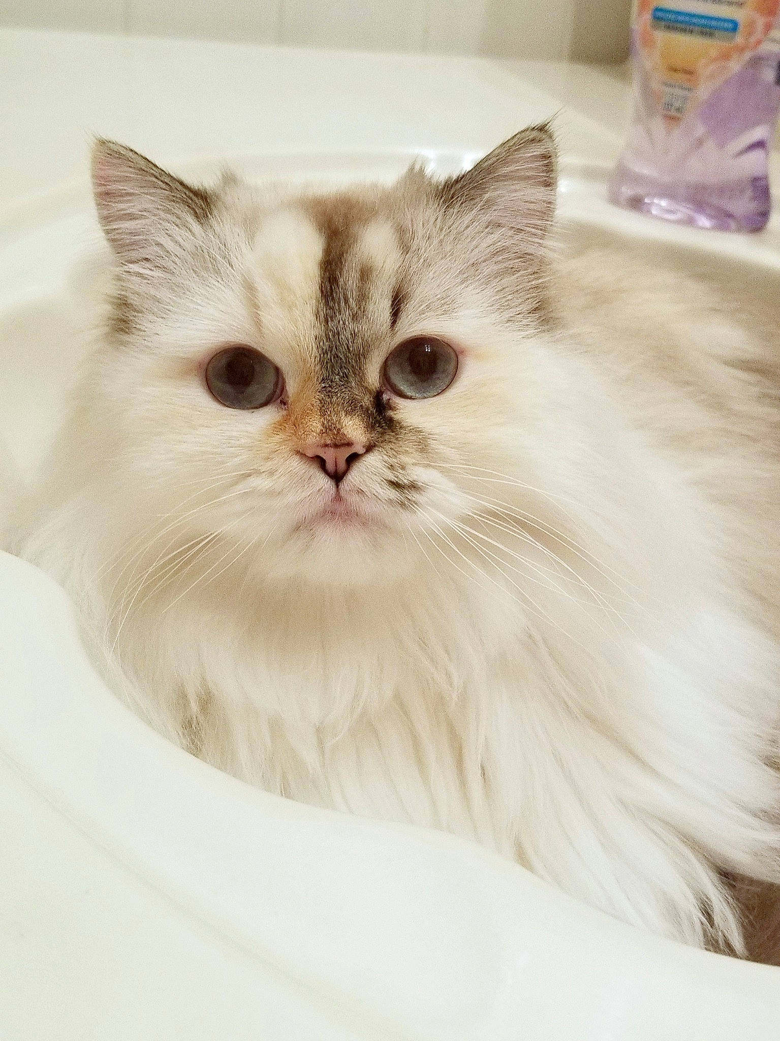 Amelia is registered to the contest to win money with this photo: british_longhair, carnivore, cat, comfort, felidae, fur, paw, persian, small_to_medium_sized_cats, snout, terrestrial_animal, whiskers