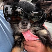 Alisa is registered to the contest to win money with this photo: dog, sunglasses, pink_harness, person, hand, blue_shirt, grommets, ears, fur, outdoor, cityscape, reflection, vehicle, black_fur, tan_fur, closeup, pet, cute, fashion, accessory
