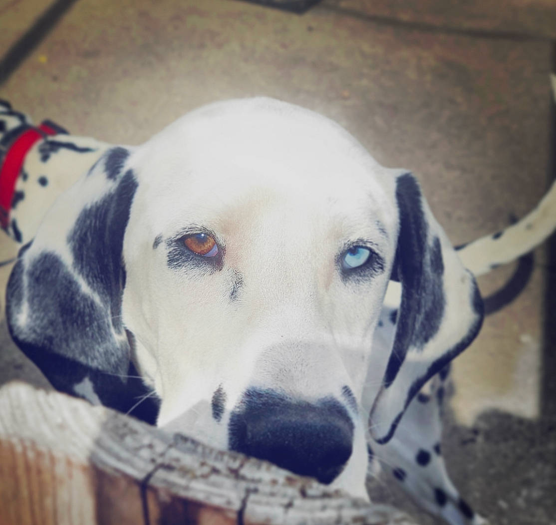 Willow is registered to the contest to win money with this photo: canidae, carnivore, collar, companion_dog, dog, dog_breed, dog_collar, dog_supply, eye, fang, fawn, fur, head, non_sporting_group, pet_supply, snout, sporting_group, terrestrial_animal, whiskers, working_animal