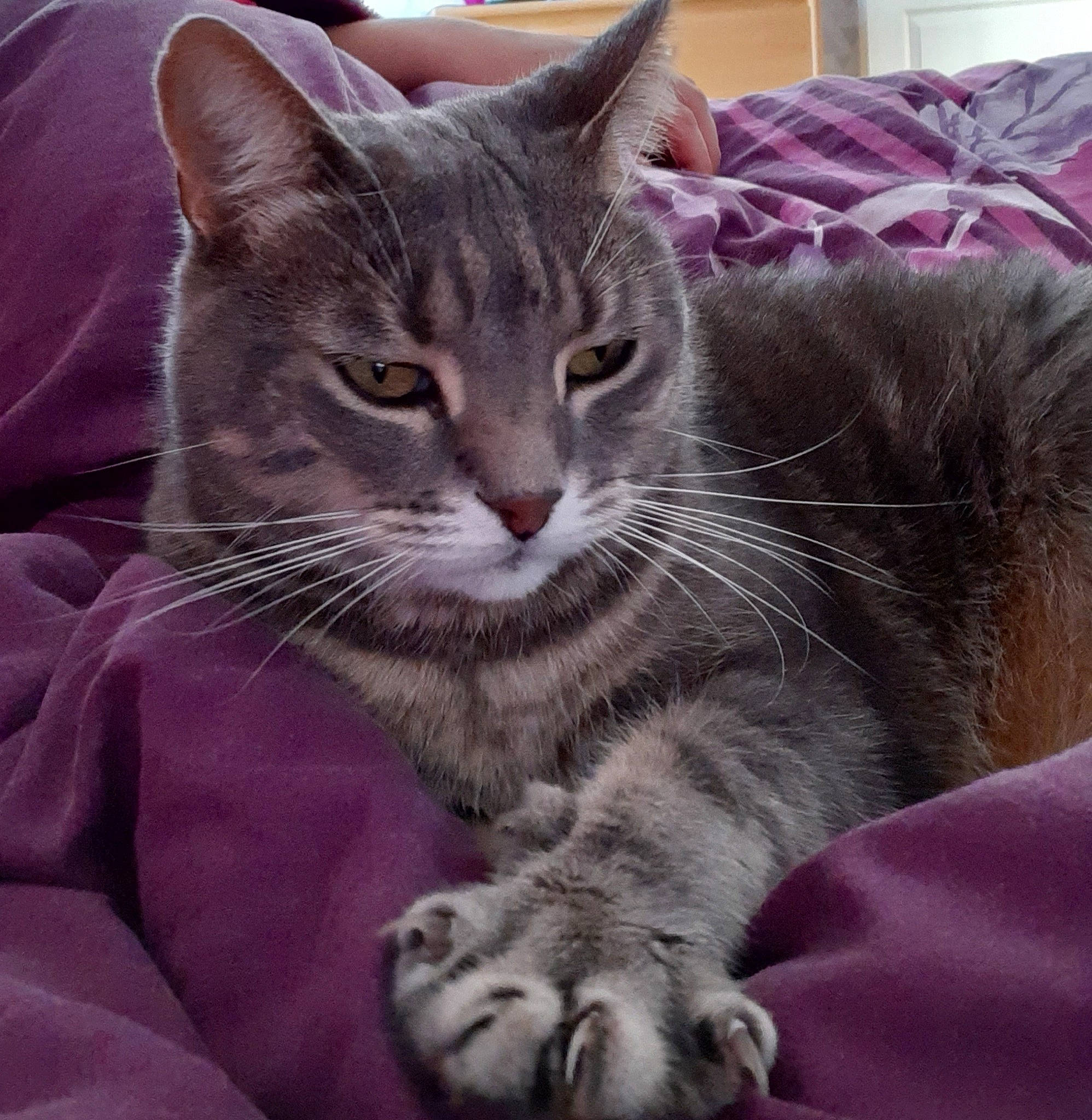 Pacha participe au concours pour gagner de l'argent avec cette photo : carnivore, cat, claw, comfort, couch, domestic_short_haired_cat, felidae, fur, grey, magenta, paw, purple, sitting, small_to_medium_sized_cats, snout, whiskers