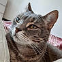 cat, tabby, gray_cat, close_up, pet, feline, whiskers, ears, bed, blanket, indoor, relaxed, sleepy, fur, animal, cute, domestic_animal, face, portrait, resting