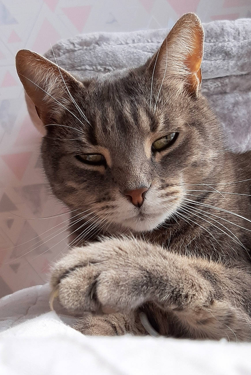 Pacha a rejoint le concours — aidez-le/la à gagner de superbes lots ! carnivore, cat, claw, comfort, domestic_short_haired_cat, felidae, fur, grey, paw, sitting, small_to_medium_sized_cats, snout, tail, terrestrial_animal, tree, whiskers, wildlife, window