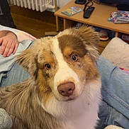 Arlo a rejoint le concours — aidez-le/la à gagner de superbes lots ! dog, australian_shepherd, pet, indoor, couch, blanket, person, hand, television, remote_control, table, jeans, wood_floor, radiator, living_room, furniture, cozy, relaxation, fur, cute