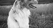 Arlo participe au concours pour gagner de l'argent avec cette photo : animal, black_and_white, canine, clouds, dog, ears, field, fur, grass, happy, landscape, leash, muzzle, nature, outdoor, pet, portrait, profile, sitting, sky