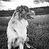animal, black_and_white, canine, clouds, dog, ears, field, fur, grass, happy, landscape, leash, muzzle, nature, outdoor, pet, portrait, profile, sitting, sky