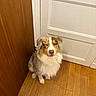 attentive, australian_shepherd, brown_fur, corner, dog, dog_sitting, door, fluffy, household, indoor, long_fur, multicolored_fur, one_eye_closed, paws, pet, portrait, white_door, white_fur, winking, wooden_floor