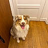 australian_shepherd, brown_and_white, dog, door, eyes, fur, hallway, happy, hardwood, indoor, looking_up, multicolored_fur, nose, panelled_door, paws, pet, sitting, smiling, tongue_out, wood_floor