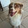 Arlo