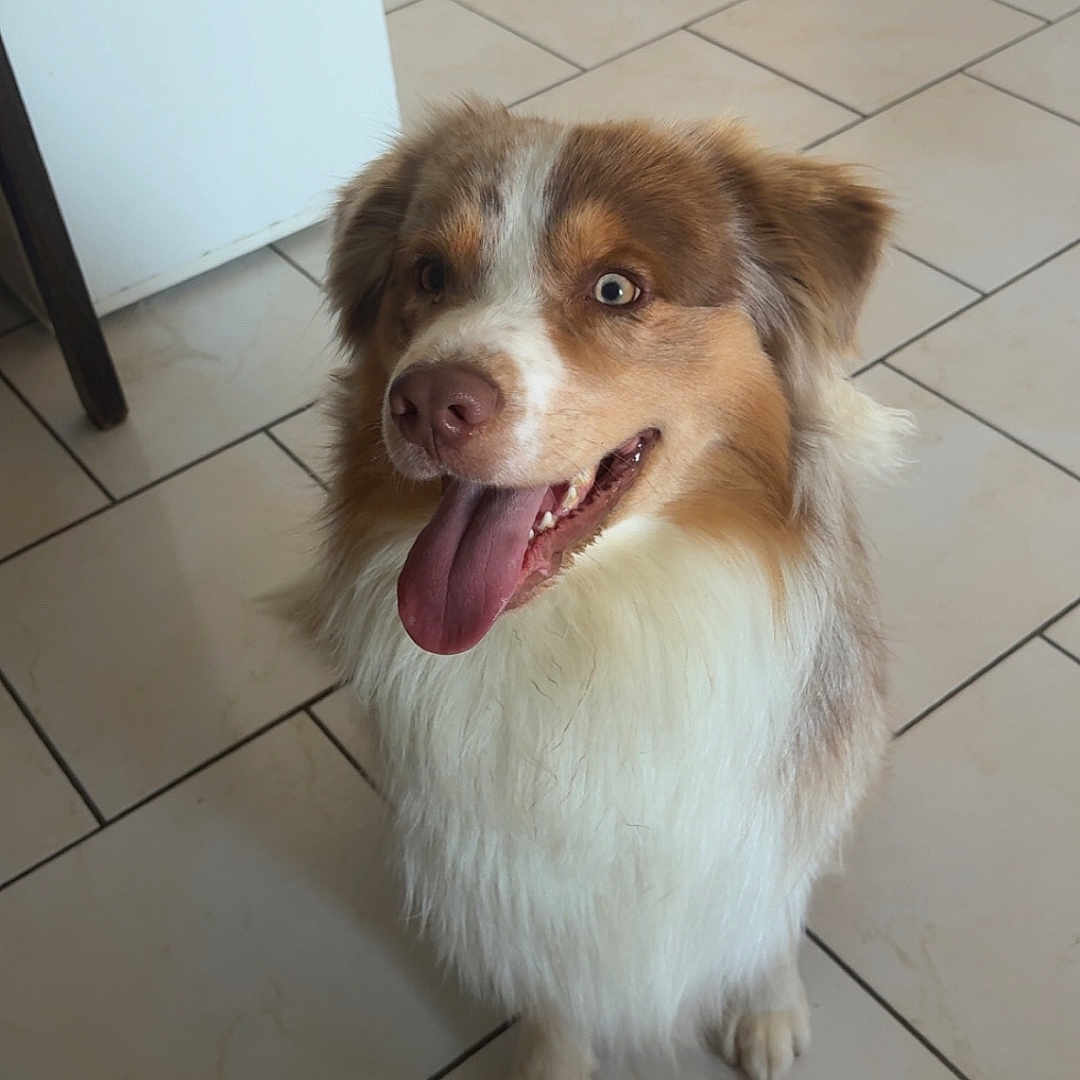 Arlo