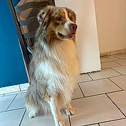 Arlo a rejoint le concours — aidez-le/la à gagner de superbes lots ! dog, indoor, tile_floor, wooden_chair, blue_wall, white_cabinet, pet, fur, sitting, brown_and_white, long_hair, floor, animal, canine, domestic, obedient, portrait, house, room, quiet