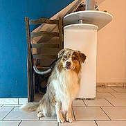 Arlo a rejoint le concours — aidez-le/la à gagner de superbes lots ! animal, beige_wall, blue_wall, cabinet, canine, companion, dog, domestic_animal, floor, fur, furniture, home, household, indoor, looking, pet, portrait, sitting, tile_floor, wooden_chair