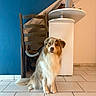 dog, indoor, tile_floor, wooden_chair, cabinet, blue_wall, beige_wall, pet, fur, sitting, home, floor, domestic_animal, canine, animal, portrait, furniture, household, looking, companion