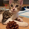 animal, box, brown, cat, closeup, curious, domestic, fur, indoor, kitten, paw, pet, pine_cone, radiator, striped, toy, whiskers, white, wooden_floor, young