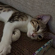 Brooklyn a rejoint le concours — aidez-le/la à gagner de superbes lots ! cat, tabby, sleepy, lounging, scratch_pad, paw_prints, colorful, fur, whiskers, ears, nose, relaxed, cozy, indoor, pet, closeup, resting, feline, texture, fabric