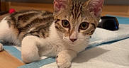 Brooklyn participe au concours pour gagner de l'argent avec cette photo : animal, bowl, cat, curious, domestic, ears, feline, floor, indoor, kitten, looking, paw, pet, radiator, resting, tabby, training_pad, whiskers, wooden_floor, young_cat