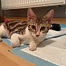 animal, bowl, cat, curious, domestic, ears, feline, floor, indoor, kitten, looking, paw, pet, radiator, resting, tabby, training_pad, whiskers, wooden_floor, young_cat