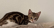 Brooklyn a rejoint le concours — aidez-le/la à gagner de superbes lots ! cat, kitten, tabby, couch, furniture, indoor, pet, animal, fur, whiskers, ears, eyes, curious, resting, domestic, mammal, young, striped, cute, relaxed