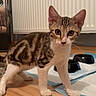 animal, cat, curious, domestic, ears, feline, floor, food_bowl, indoor, kitten, paws, pet, pine_cone, playful, radiator, tabby, water_bowl, whiskers, wooden_floor, young