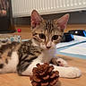 brown, cat, curious, ears, feline, floor, home, indoor, kitten, paw, pet, pet_bowl, pine_cone, radiator, relaxed, striped, whiskers, white, wooden_floor, young_animal
