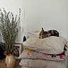 Brooklyn a rejoint le concours — aidez-le/la à gagner de superbes lots ! cat, tabby_cat, pillow, cushion, ottoman, vase, dried_flowers, lavender, wooden_table, framed_photo, indoor, relaxing, pet, furniture, cozy, home_decor, resting, soft_texture, animal, domestic