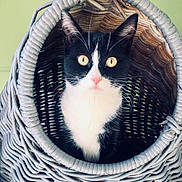 Choops a rejoint le concours — aidez-le/la à gagner de superbes lots ! animal, basket, black_and_white, cat, close_up, cozy, curious, cute, feline, fur, indoor, looking_at_camera, pet, pink_nose, portrait, sitting, tuxedo_cat, whiskers, woven_basket, yellow_eyes
