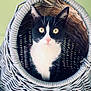 animal, basket, black_and_white, cat, close_up, cozy, curious, cute, feline, fur, indoor, looking_at_camera, pet, pink_nose, portrait, sitting, tuxedo_cat, whiskers, woven_basket, yellow_eyes