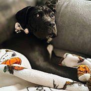 Nova is registered to the contest to win money with this photo: dog, black_dog, bow, blanket, snoopy, pumpkin, couch, pet, indoors, resting, cozy, fur, animal, cute, relaxed, portrait, companion, home, comfort, decor