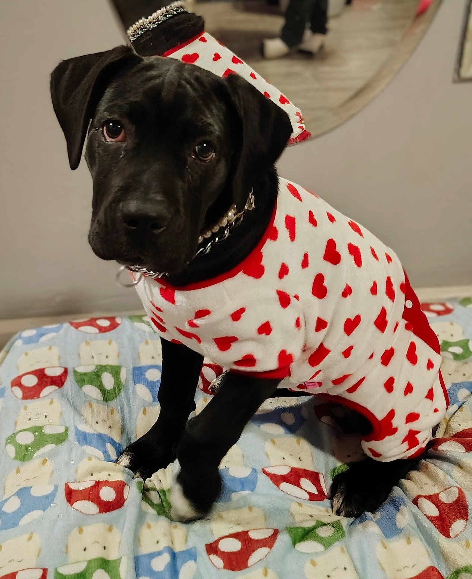 Nova joined the competition — help win amazing prizes! puppy, dog, black_dog, costume, hearts, blanket, indoor, pet, cute, sitting, fabric, pattern, animal, fur, collar, floor, reflection, comfort, portrait, young