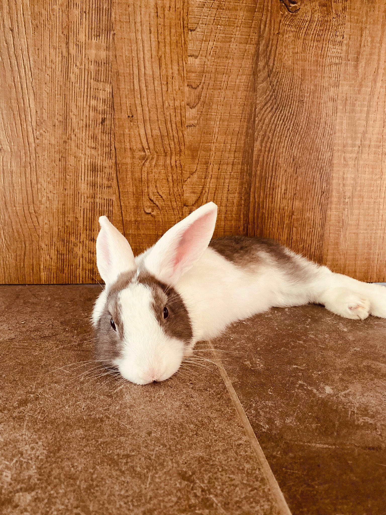 Piks a rejoint le concours — aidez-le/la à gagner de superbes lots ! domestic_rabbit, ear, fawn, fur, hare, rabbit, rabbits_and_hares, skin, tail, whiskers