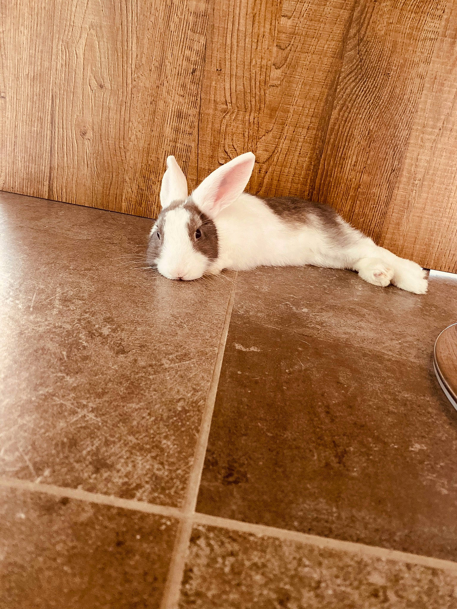Piks participe au concours pour gagner de l'argent avec cette photo : domestic_rabbit, ear, fawn, floor, flooring, fur, hardwood, hare, rabbit, rabbits_and_hares, snout, tail, tile, whiskers, wood, wood_flooring