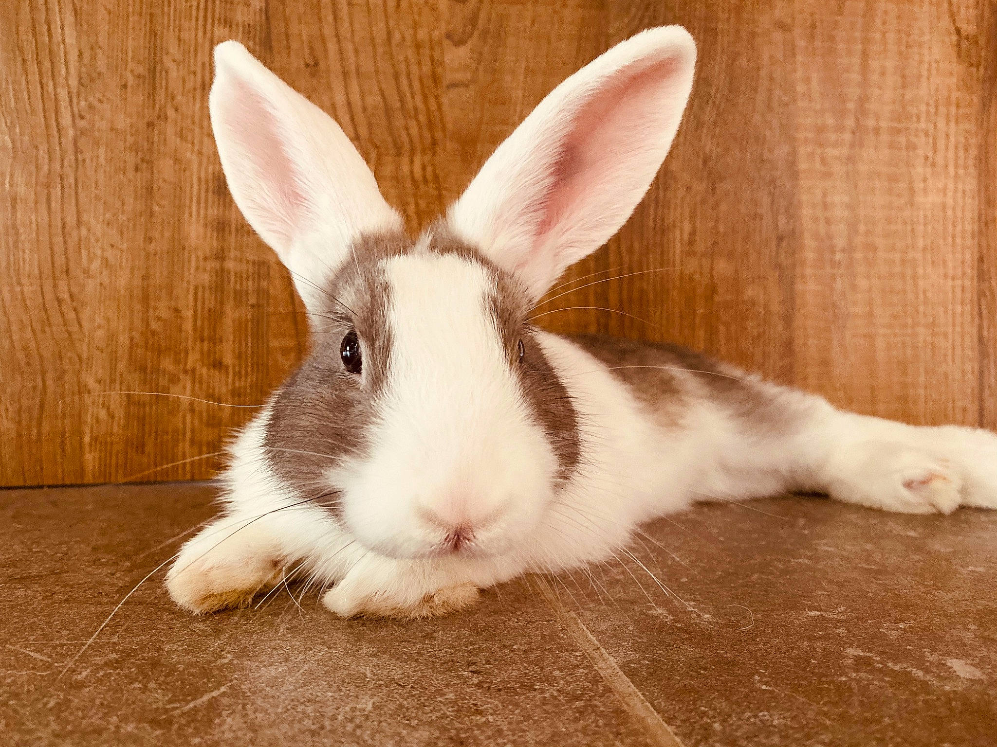 Piks participe au concours pour gagner de l'argent avec cette photo : domestic_rabbit, ear, fawn, hare, mammal, nose, organ, organism, plant, rabbit, rabbits_and_hares, skin, snout, vertebrate, whiskers, wildlife