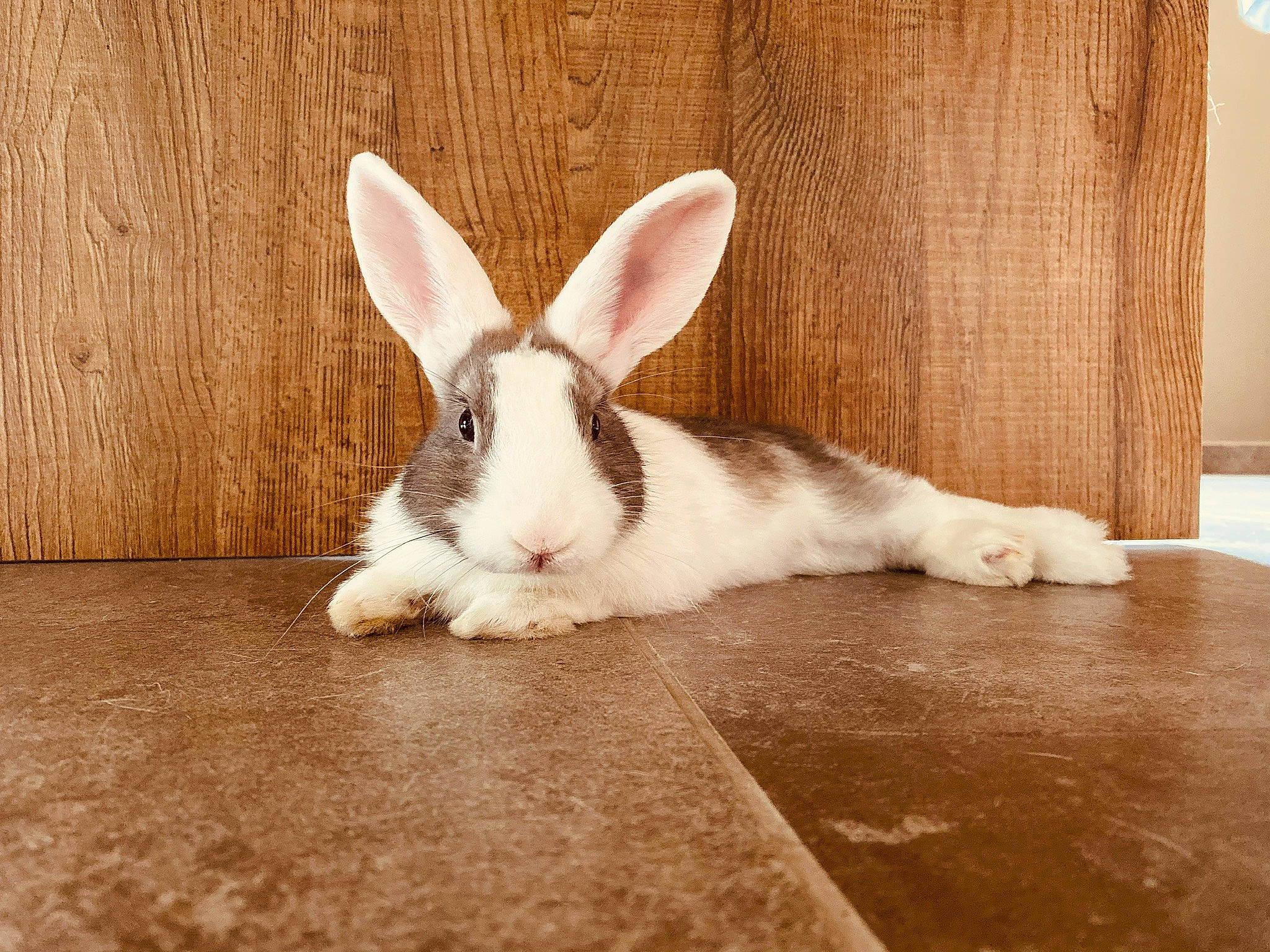 Piks a rejoint le concours — aidez-le/la à gagner de superbes lots ! domestic_rabbit, ear, fawn, hare, mammal, organism, rabbit, rabbits_and_hares, snout, whiskers, wildlife