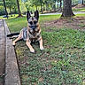 Maria Rivera is registered to the contest to win money with this photo: alert, animal, canine, curb, daytime, dog, ears_up, german_shepherd, grass, greenery, leash, nature, outdoor, park, pet, quiet, resting, scenic, tree, walking_path