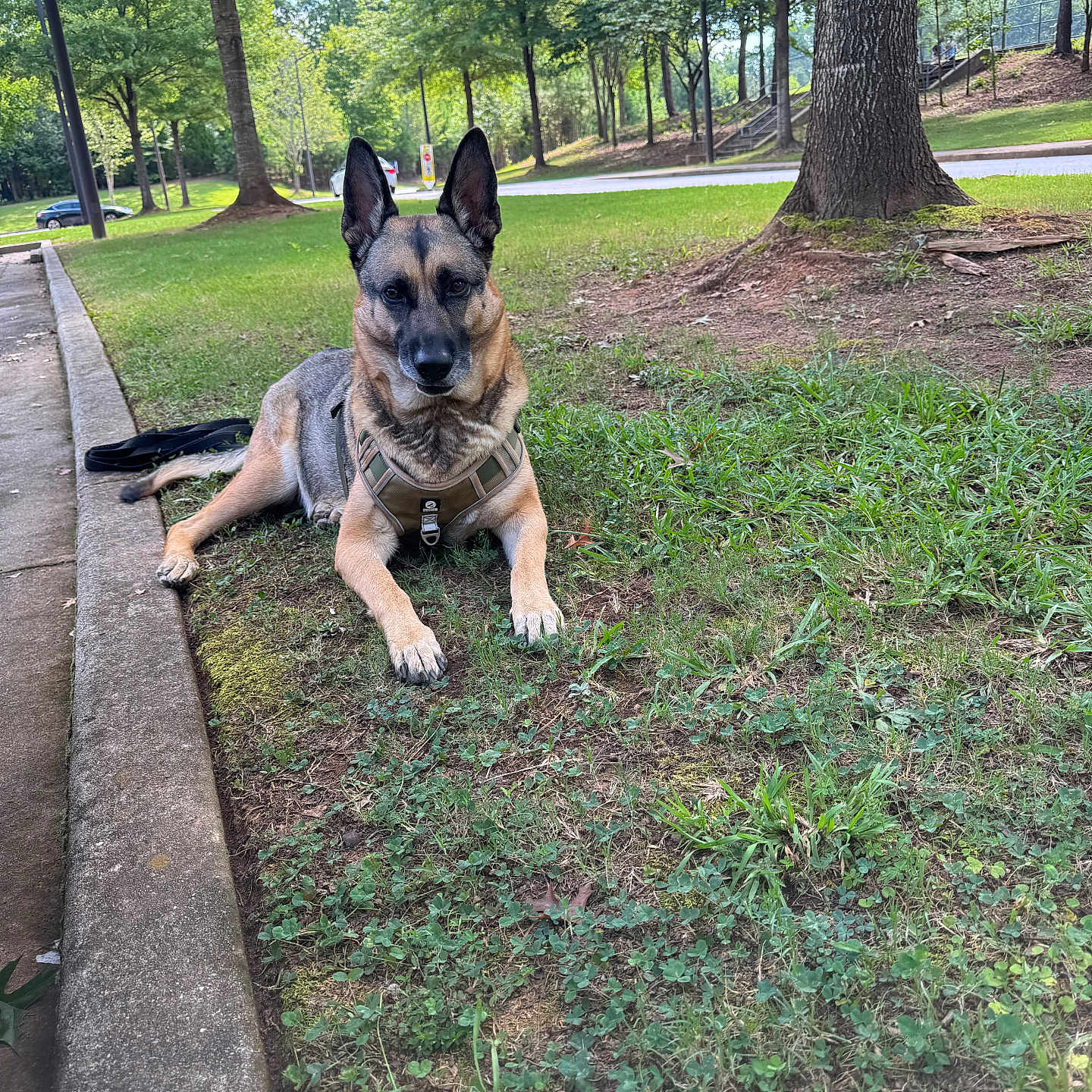 Maria Rivera is registered to the contest to win money with this photo: alert, animal, canine, curb, daytime, dog, ears_up, german_shepherd, grass, greenery, leash, nature, outdoor, park, pet, quiet, resting, scenic, tree, walking_path