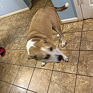 Maria Rivera is registered to the contest to win money with this photo: animal, baseboard, blur, brown_dog, chair, corner, dog, door, floor, household, indoor, living_space, motion_blur, paw, pet, red_sandal, tail, tile_floor, wall, white_markings