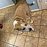 animal, baseboard, blur, brown_dog, chair, corner, dog, door, floor, household, indoor, living_space, motion_blur, paw, pet, red_sandal, tail, tile_floor, wall, white_markings