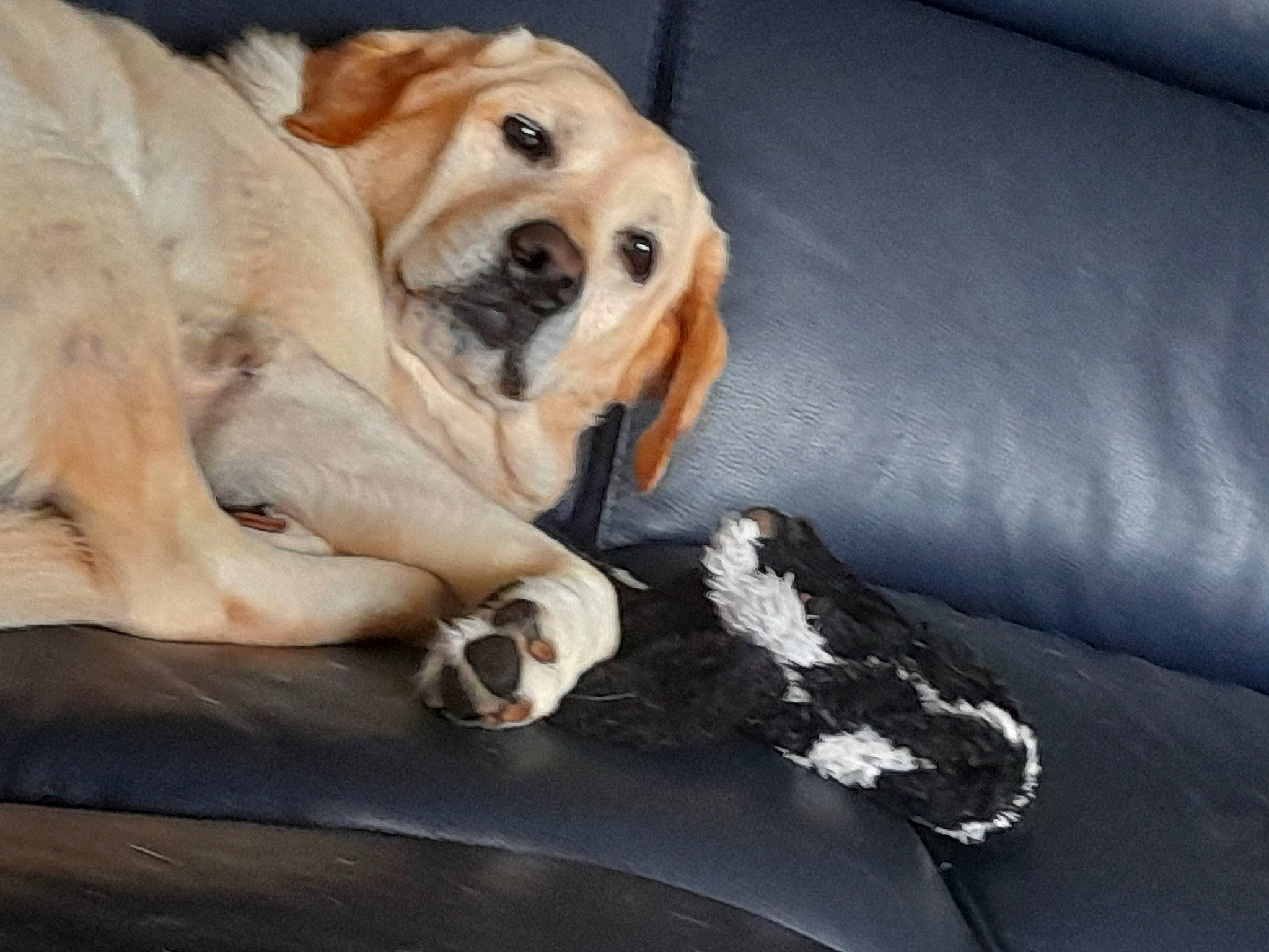 Louna participe au concours pour gagner de l'argent avec cette photo : canidae, carnivore, comfort, companion_dog, couch, dog, dog_breed, fawn, fur, guard_dog, mammal, paw, puggle, puppy_love, sporting_group, tail, toy_dog, whiskers, working_animal, wrinkle