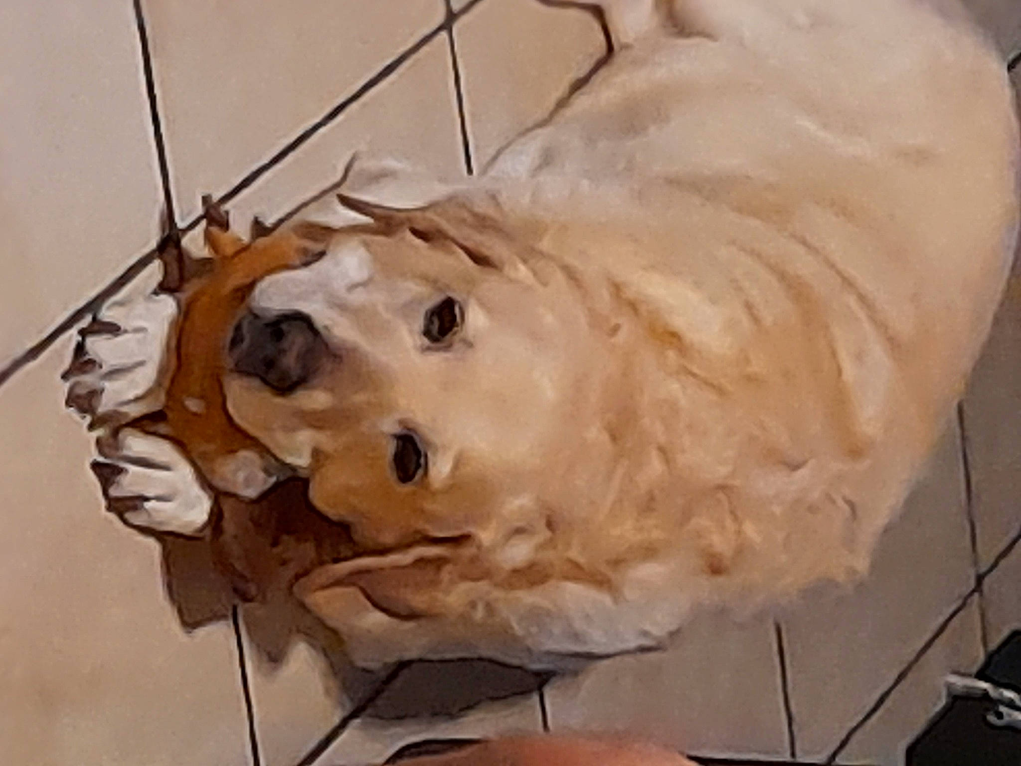 Louna participe au concours pour gagner de l'argent avec cette photo : art, big_cats, canidae, carnivore, carving, companion_dog, dog, dog_breed, fawn, felidae, fur, jaw, lion, sculpture, snout, sporting_group, statue, terrestrial_animal, wood, working_animal