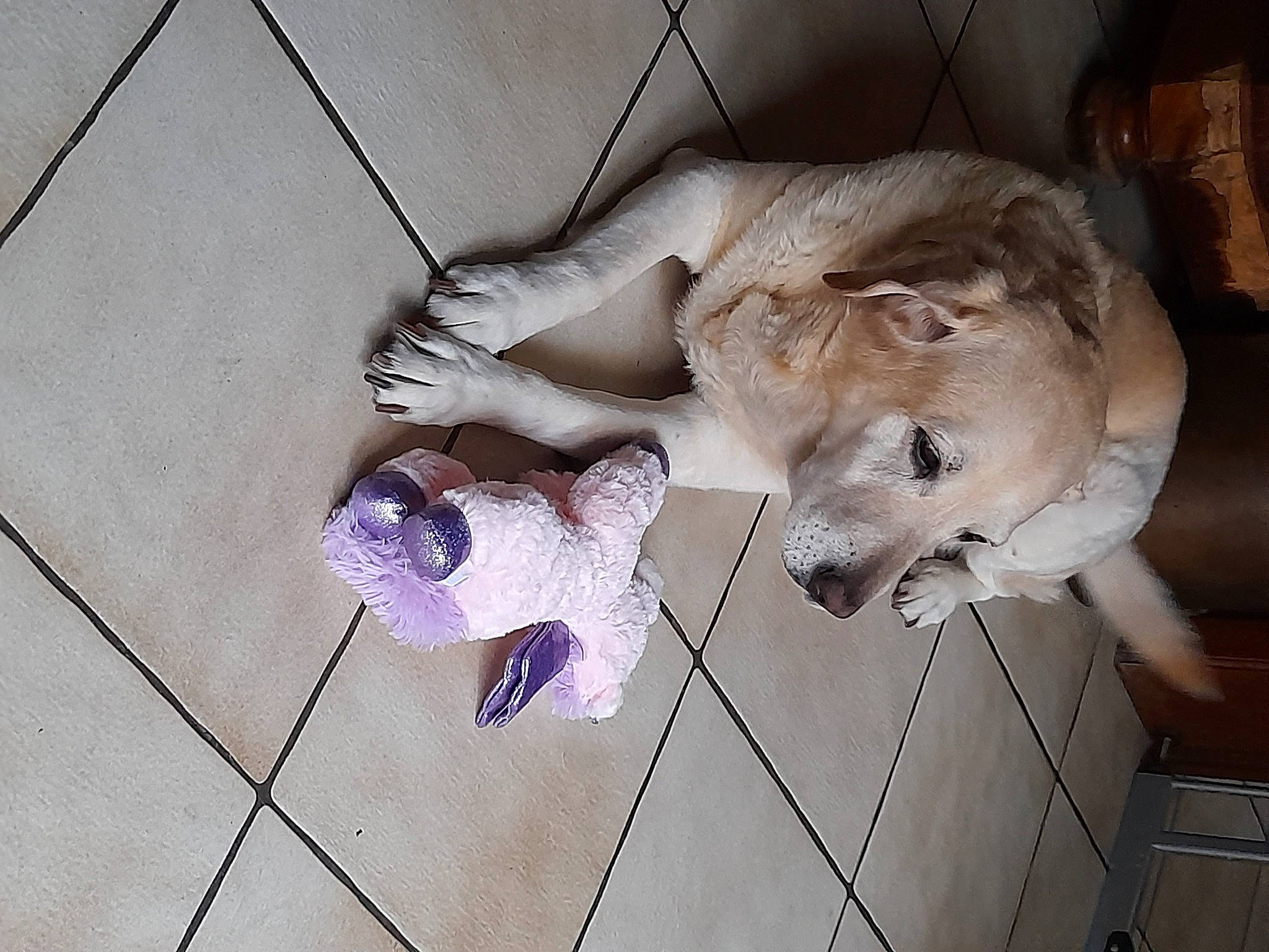 Louna participe au concours pour gagner de l'argent avec cette photo : canidae, carnivore, companion_dog, dog, dog_breed, fawn, felidae, floor, flooring, fur, hardwood, mammal, paw, small_to_medium_sized_cats, sporting_group, tail, vertebrate, whiskers, wood, working_animal