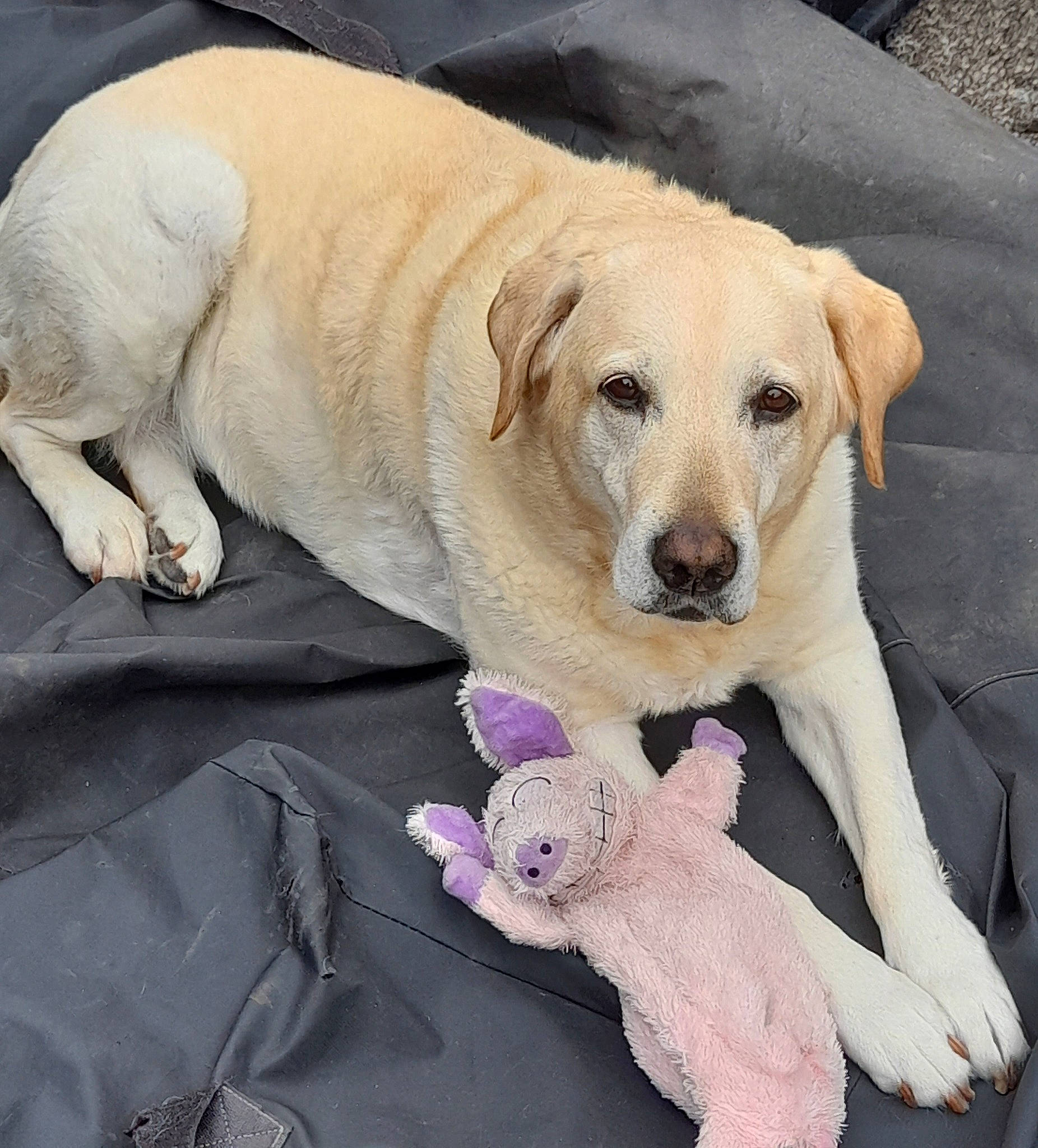 Louna a rejoint le concours — aidez-le/la à gagner de superbes lots ! canidae, carnivore, collar, companion_dog, dog, dog_breed, eye, fawn, firefighter, fur, labrador_retriever, paw, photo_caption, plant, snout, sporting_group, stuffed_toy, tail, whiskers, working_animal