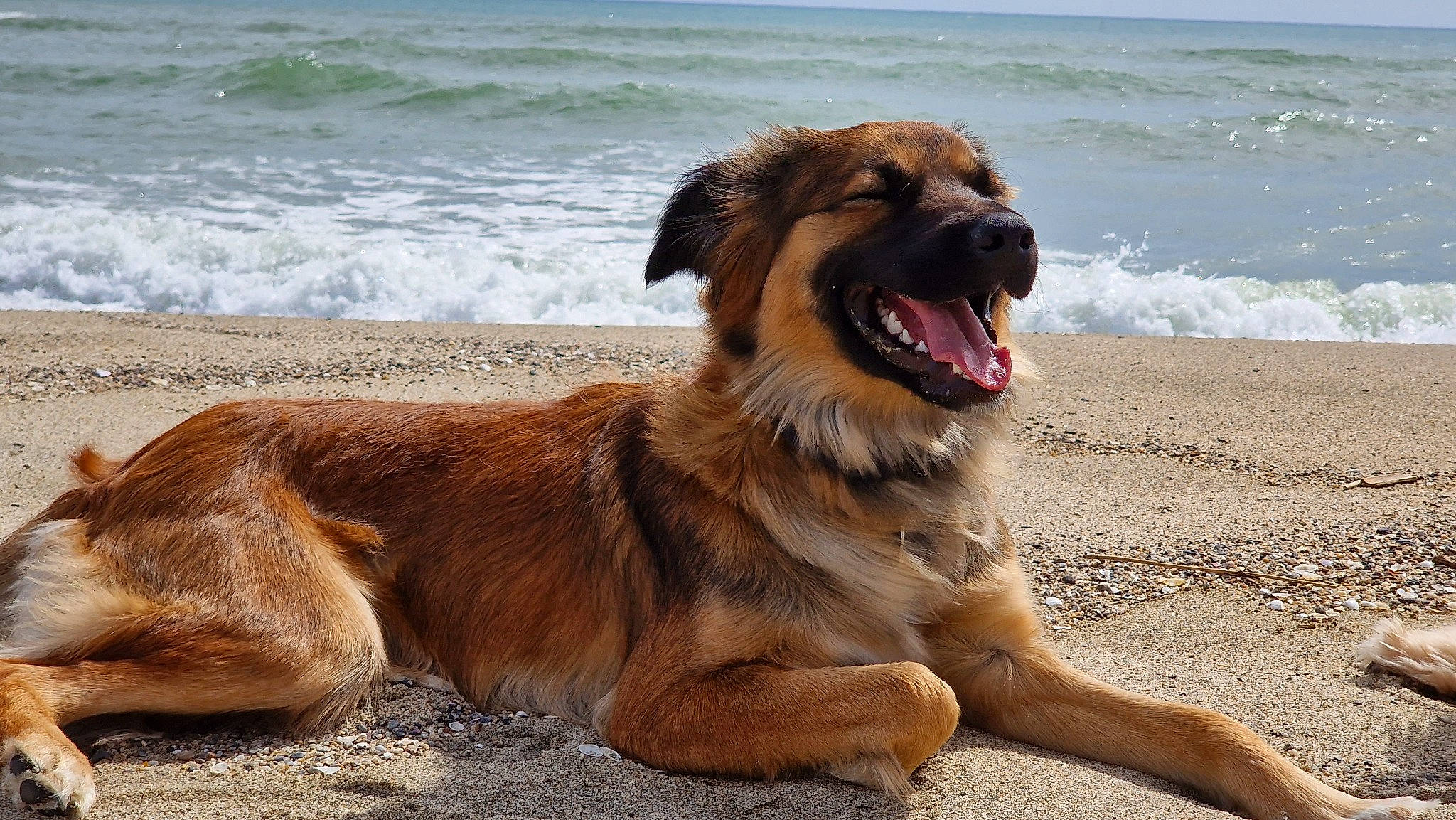 Sweety a rejoint le concours — aidez-le/la à gagner de superbes lots ! beach, canidae, carnivore, companion_dog, dog, dog_breed, fawn, guard_dog, herding_dog, lake, ocean, sand, sky, snout, sporting_group, terrestrial_animal, water, wave, wind_wave, working_dog