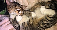 Ollie is registered to the contest to win money with this photo: cat, tabby_cat, sleeping, relaxed, curled_up, paws, whiskers, furry, striped_fur, pet, indoor, blanket, bed, cozy, close_up, animal, portrait, lying_down, cute, nap