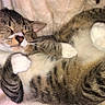 animal, bed, blanket, cat, close_up, cozy, curled_up, cute, furry, indoor, lying_down, nap, paws, pet, portrait, relaxed, sleeping, striped_fur, tabby_cat, whiskers