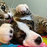 Ollie joined the competition — help win amazing prizes! cat, dog, kitten, puppy, tabby, pet, animal, cuddle, sleeping, paw, nose, whiskers, fur, close_up, portrait, playful, cute, blanket, indoor, colorful