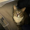 Ollie joined the competition — help win amazing prizes! cat, tabby, kitten, pet, animal, feline, whiskers, ears, eyes, nose, fur, striped_fur, white_chest, portrait, indoor, cushion, blanket, cozy, closeup, alert