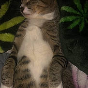 Ollie is registered to the contest to win money with this photo: cat, tabby_cat, pet, sleeping, lying_down, belly_up, paws, whiskers, ears, fur, striped_fur, white_chest, animal, indoor, blanket, bed, cozy, portrait, closeup, relaxed